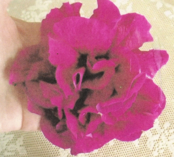 Bergundy Double Petunia