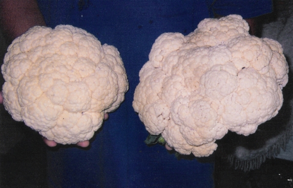 Cauliflower