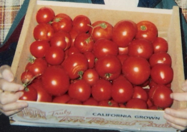 Celebrity and Early Girl Tomatoes