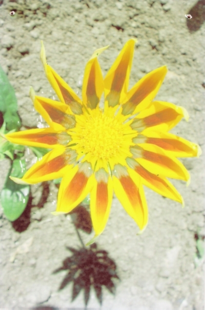 Daybreak Gazania