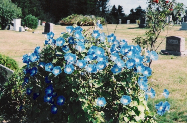 Heavenly Blue Morning Glories