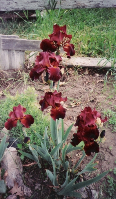 Iris
