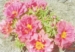 Moss Roses