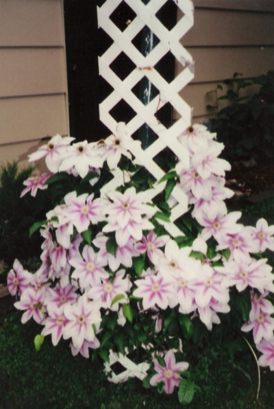 Nelly Moser Clematis