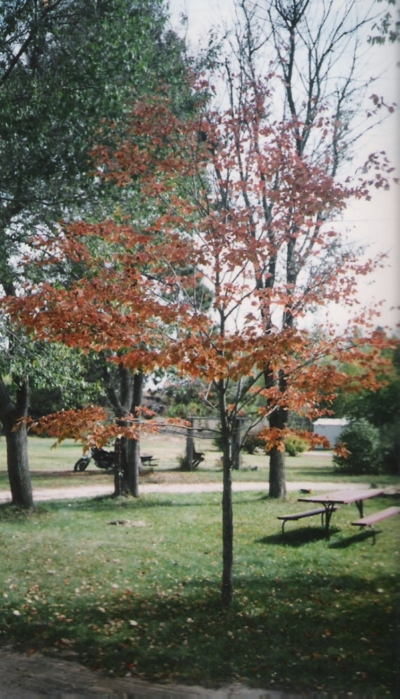 Northwood Red Maple