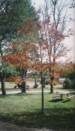 Northwood Red Maple