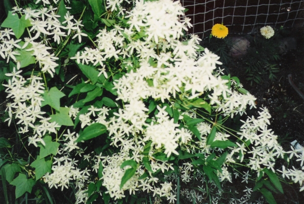 Panicula Clematis