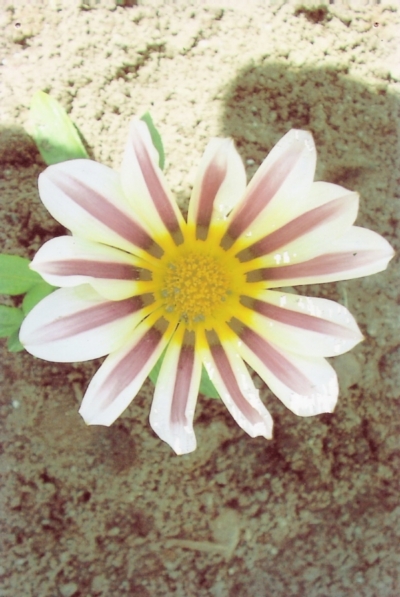 Tigereye Gazania