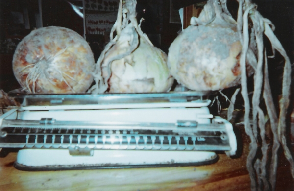 Walla Walla Onions 2